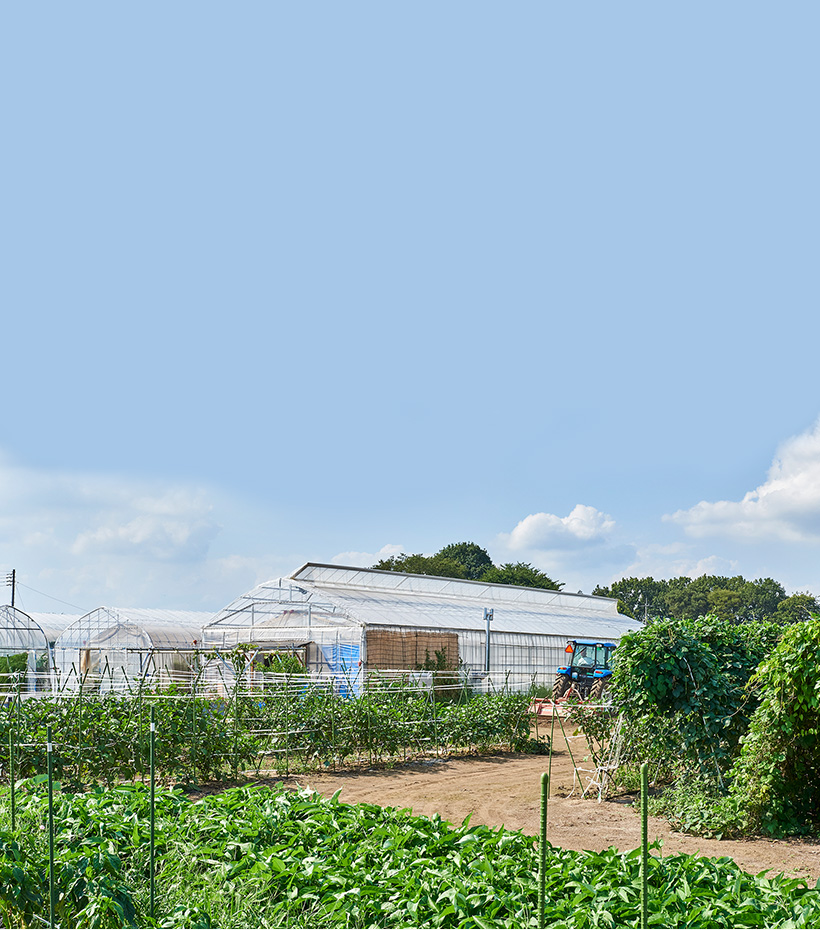 野菜素材イメージ