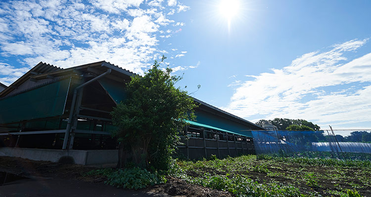 野村牧場について